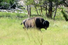 Bison, Hayden Valley, Yellowstone National Park