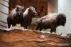 Exhibit of buffalo stampeding over the jump