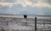 Bull in pasture, near Buffalo Jump