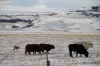 Cattle in pasture, near Buffalo Jump