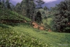 Hill Country -- Tea Plantation