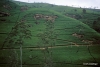 Hill Country -- Tea Plantation