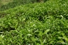Hill Country -- Tea plant