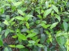 Hill Country -- Tea plant