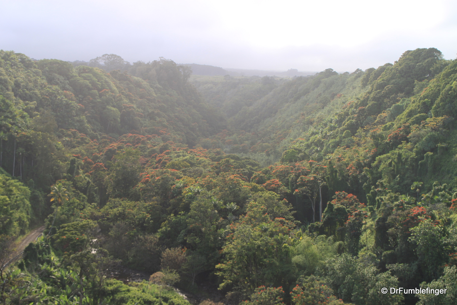 Rainforest, Hamakua Coast