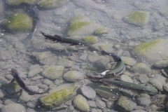 Salmon run, Hope, Alaska