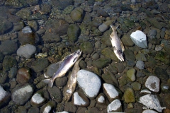 Salmon run, Hope, Alaska