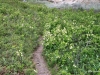 Path and wildflowers, Horseshoe Canyon