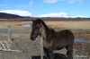Icelandic horse near Geysir