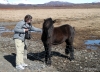 Sylvia and Icelandic horse