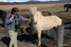 Sylvia and Icelandic horse