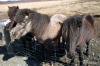 Icelandic horses near Geysir