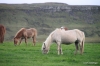 Icelandic horses near Gullfoss
