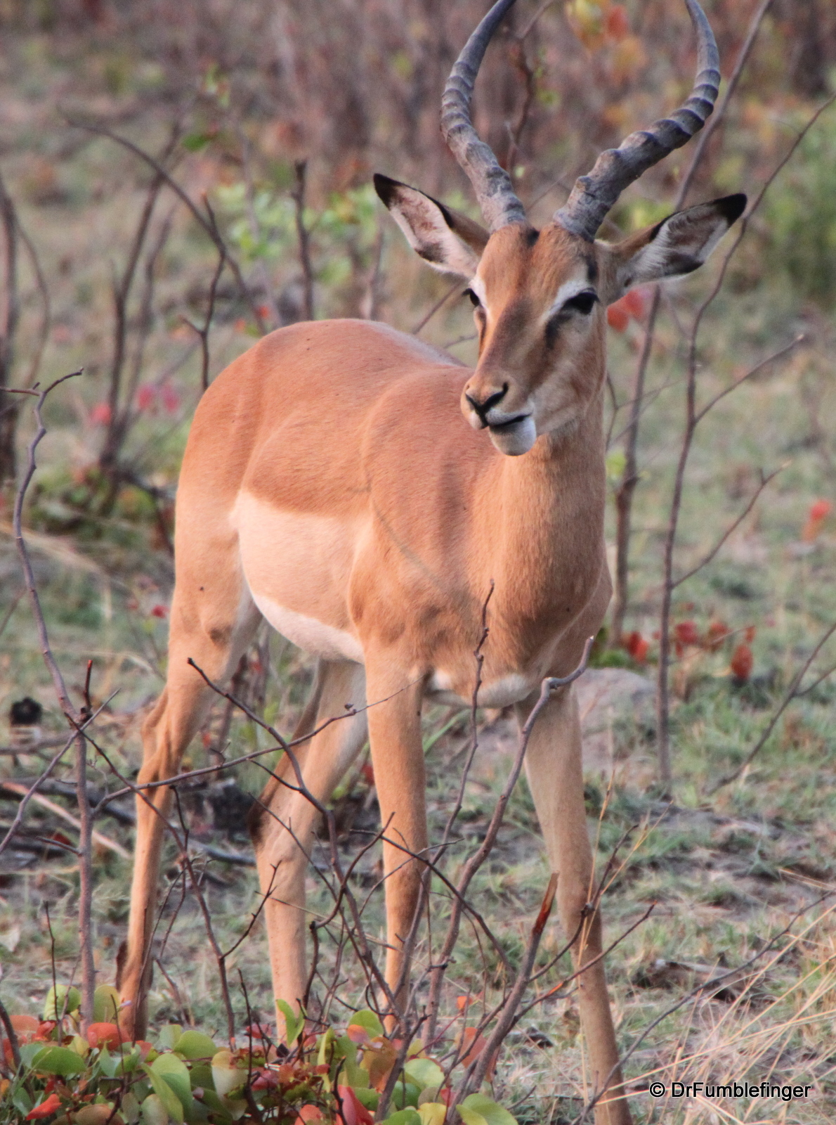 Impala buck, Okavango Delta, Botswana