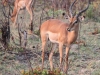 Impala buck, Okavango Delta, Botswana