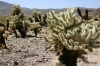 Joshua Tree N.P. -- Cholla Cactus Garden