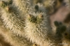 Joshua Tree N.P. -- Cholla Cactus Garden