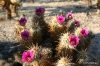 Joshua Tree N.P. -- Cactus blossoms