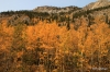 Fall colors, foothills of Kananaskis country.