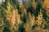 Larches in fall color, Highwood pass
