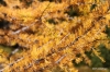 Larches in their fall colors