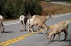 Bighorn sheep on road, Kananaskis country