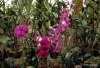 Orchids -- Peradeniya Botanical Gardens