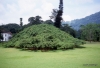 Giant Java Fig -- Peradeniya Botanical Gardens