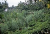 Tea Plantations near Kandy