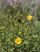 Wildflowers, Idaho