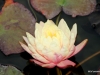 Water Lily in a Koi Pond, Newport Beach