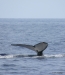 Humpback whale, Kona coast