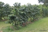 Greenwell Farms Coffee plantation