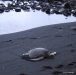 Green sea turtle -- Punaluu black sand beach