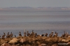 Pelicans, La Paz' harbor