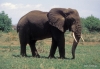 Elephant -- Lake Manyara
