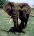 Elephant -- Lake Manyara