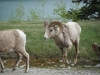 Bighorn Sheep Ram, Two Jack Lake