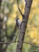 Woodpecker, Lake Minnewanka