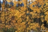 Fall colors, Lake Minnewanka