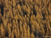Larches in their fall colors, Elk River Valley, British Columbia