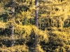 Larches in their fall colors, Elk River Valley, British Columbia