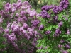 Lilac Garden, Spokane