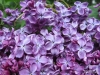 Lilac Garden, Spokane