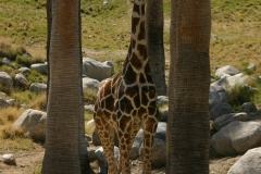 Living Desert Museum. Palm Desert. Giraffes