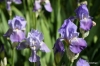 Irises near Chateau De Montsoreau, Loire Valley