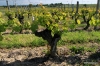 Vineyards, Loire Valley