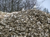 Pile of oyster shells, Oysterville