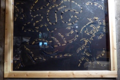 Klondike Goldrush Displays, MacBride Museum, Whitehorse