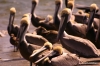 Pelicans, Magdalena Bay